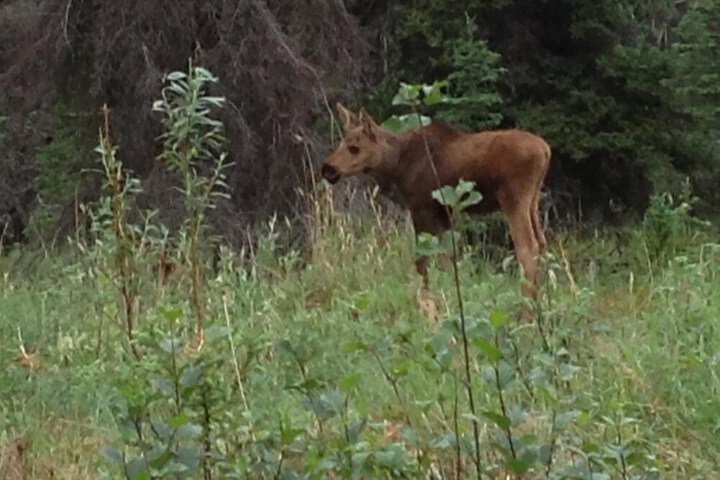 Denali Primrose B & B