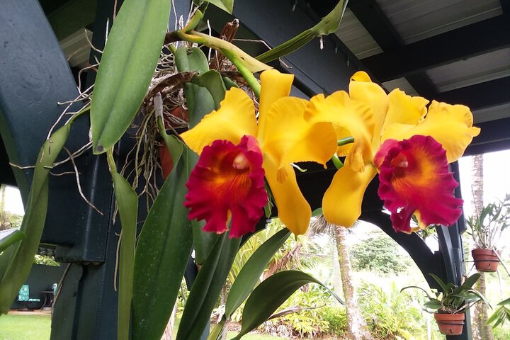 Island Goodes - Luxury Adults Only Accommodation