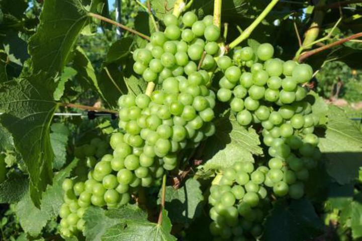 Raven Hill Vineyard