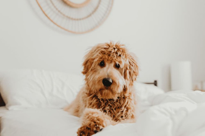 Pet Friendly 26 of 31