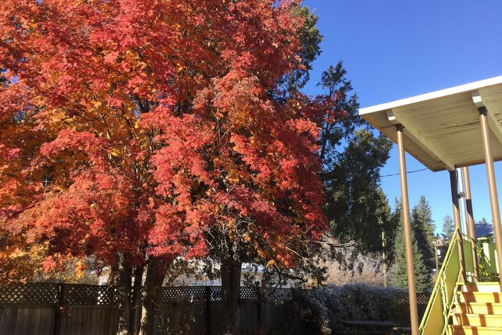 Cedars Motel