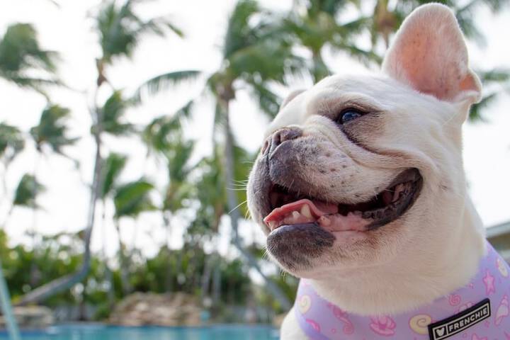Pet Friendly 80 of 86