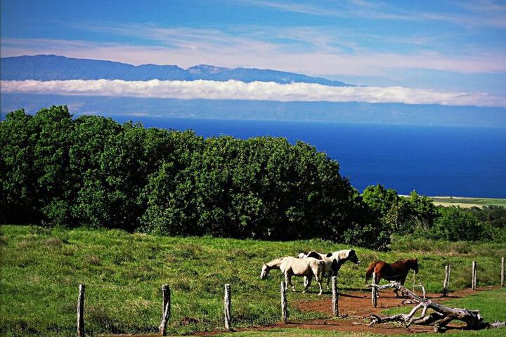 Kohala Lodge- Vacation Rental House
