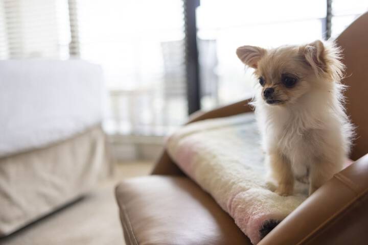 Pet Friendly 75 of 76