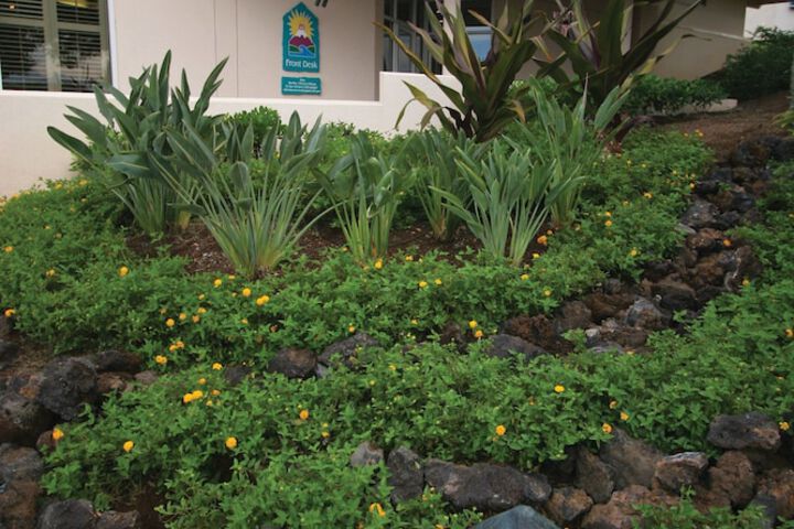 Paniolo Greens at Waikoloa