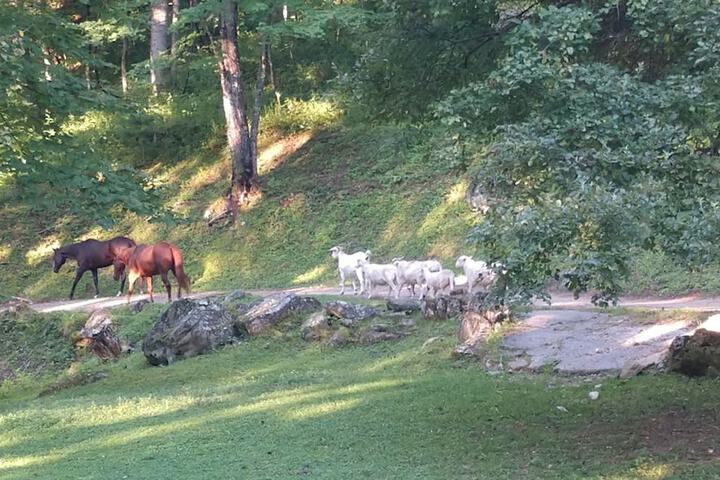 Arrowmont Stables & Cabins