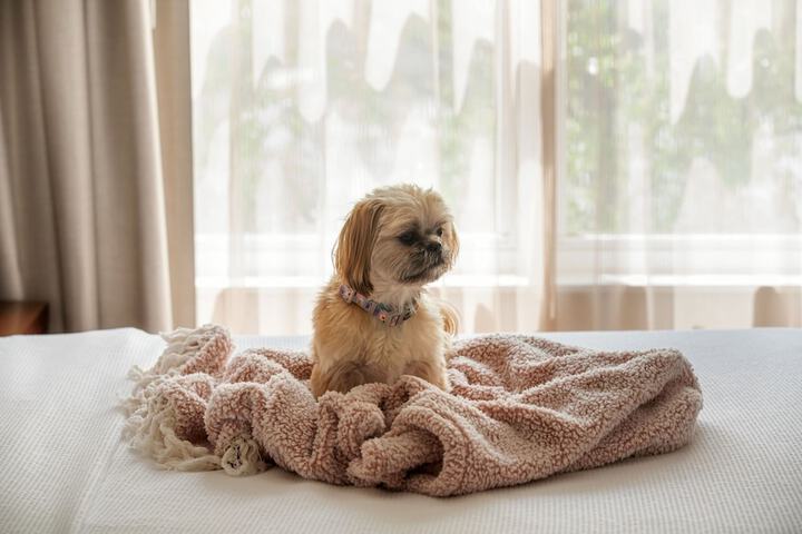 Pet Friendly 34 of 35