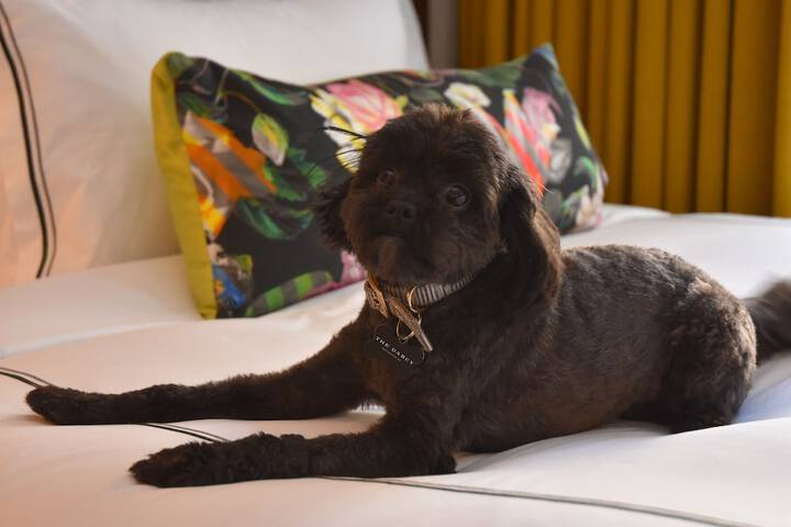 Pet Friendly 53 of 56
