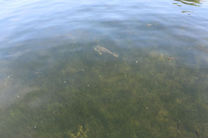 Lakeshore Vermont