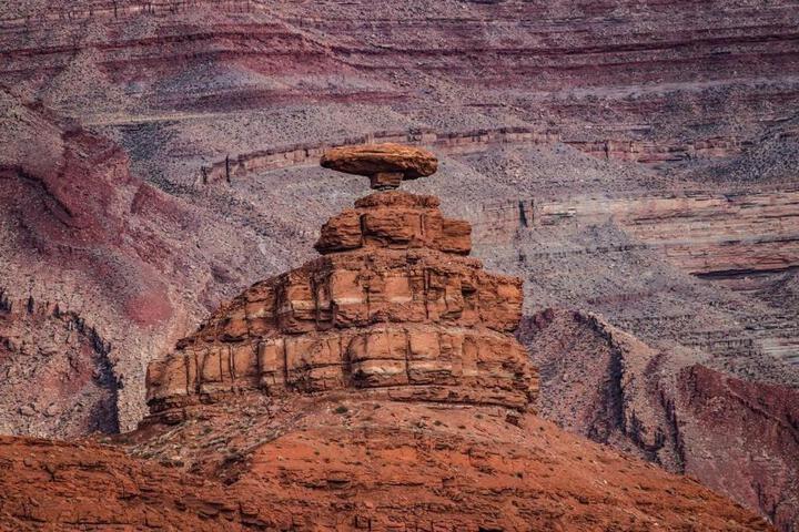 The Canyon Wren