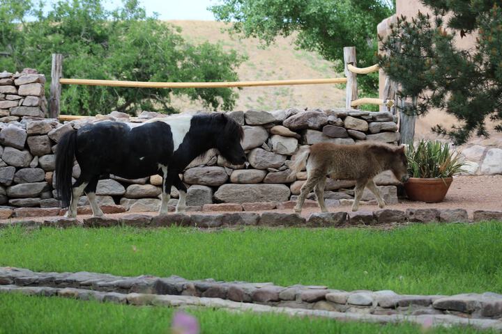 Cibolo Creek Ranch & Resort