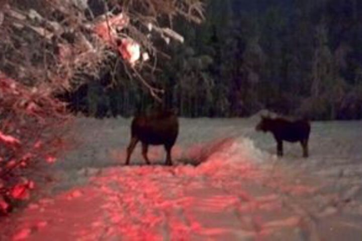 Fairbanks Moose Manor B & B