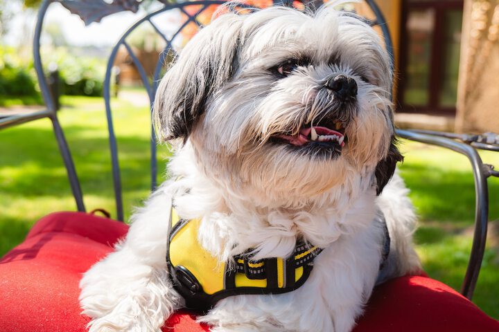 Pet Friendly 81 of 87