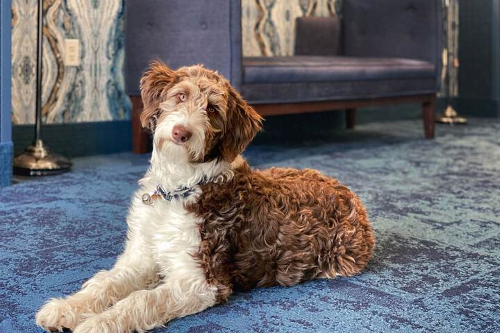 Pet Friendly 75 of 77