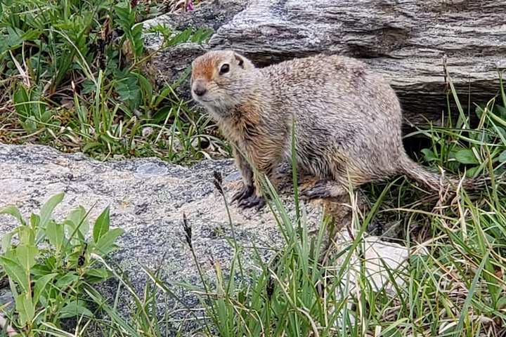Denali Wild Stay