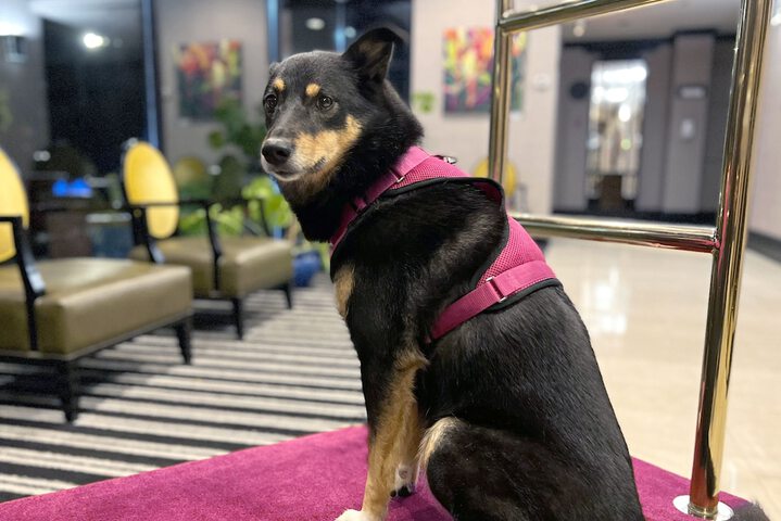 Pet Friendly 78 of 79