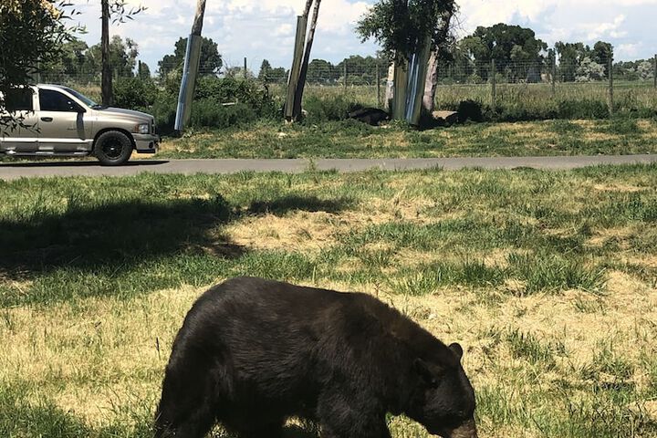 The Fishing Bear Lodge