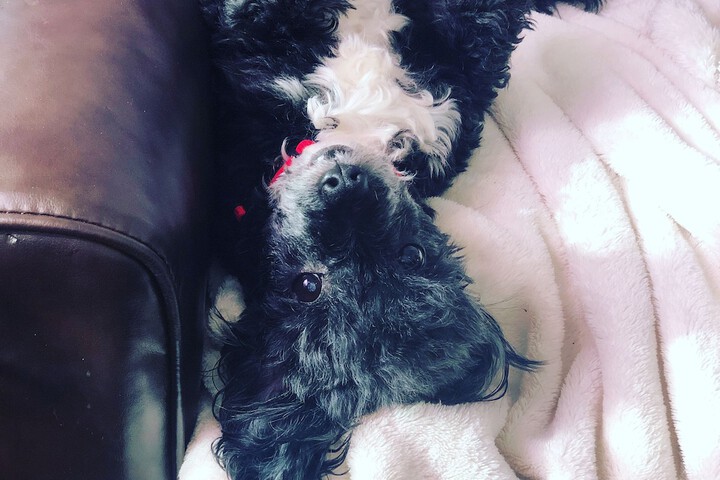 Pet Friendly 40 of 40