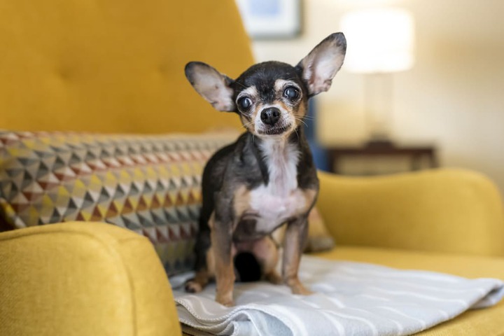 Pet Friendly 47 of 47