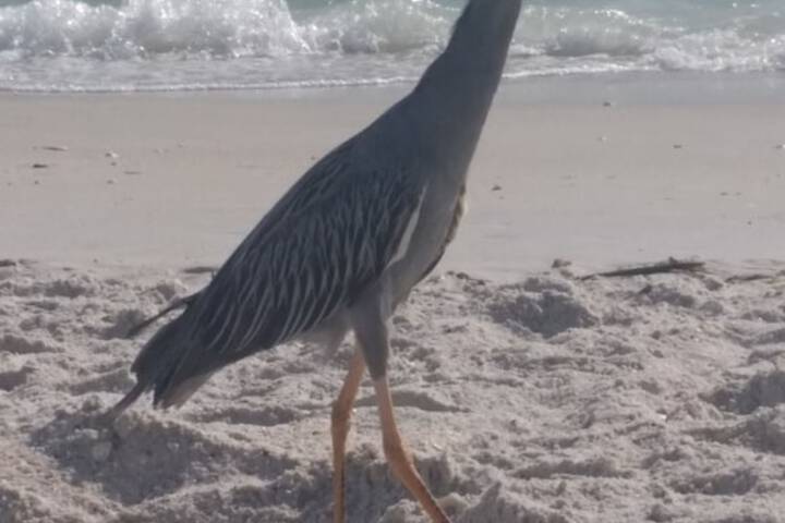 Escape Coastal Resort on Casey Key