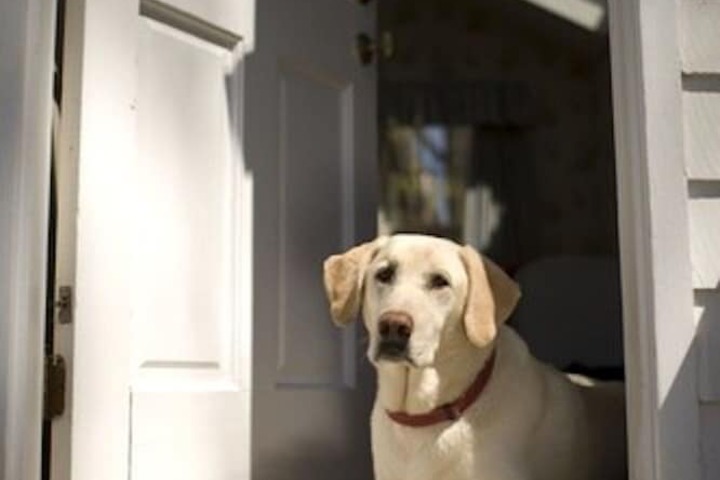Pet Friendly 43 of 43