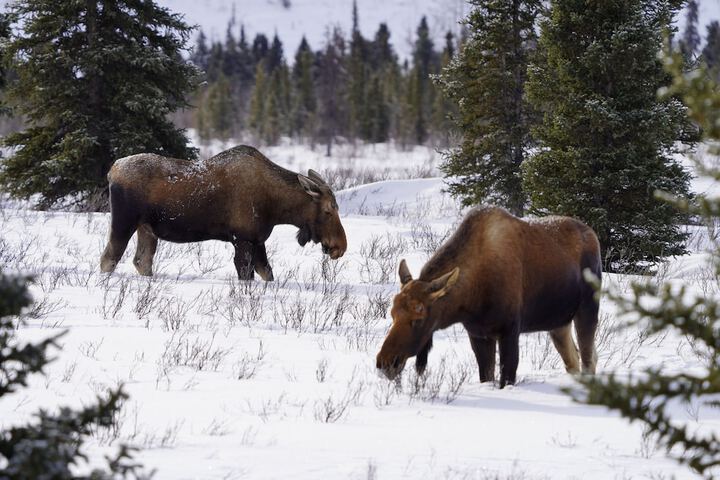 Denali Wild Stay