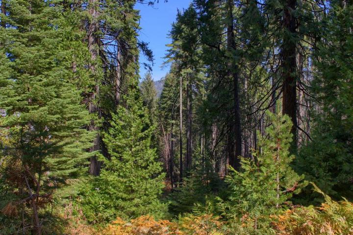 Aspen House in Fish Camp- 2 Miles from Yosemites South Entrance