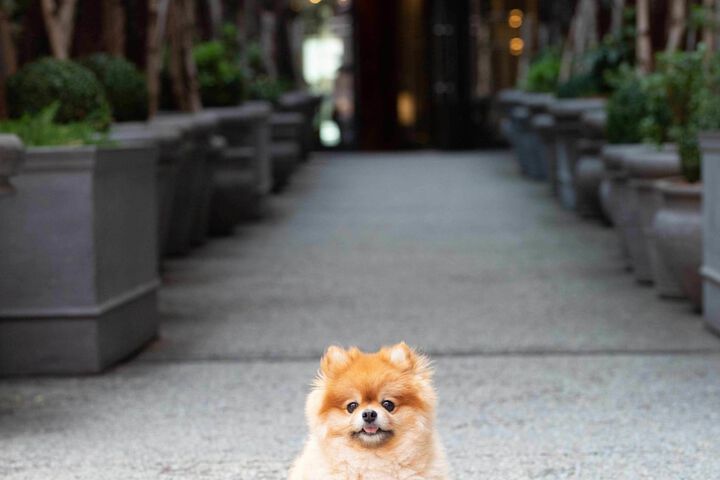 Pet Friendly 112 of 114