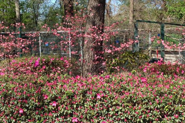 Dogwood Springs Lodgings