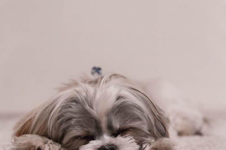 Pet Friendly 98 of 102