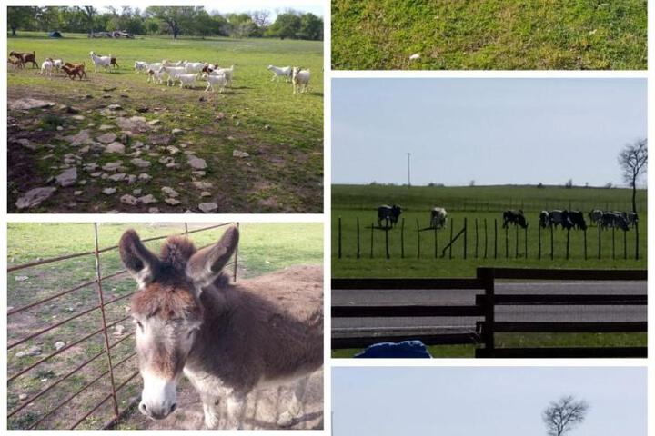Constantino Farms