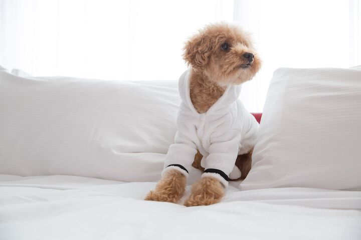 Pet Friendly 67 of 68