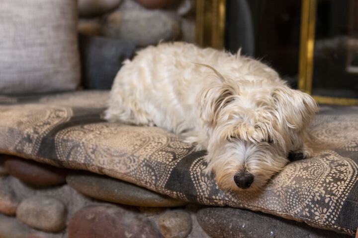 Pet Friendly 60 of 64