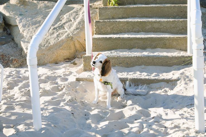 Pet Friendly 226 of 230