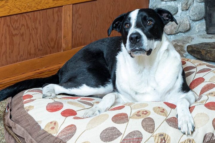 Pet Friendly 96 of 103