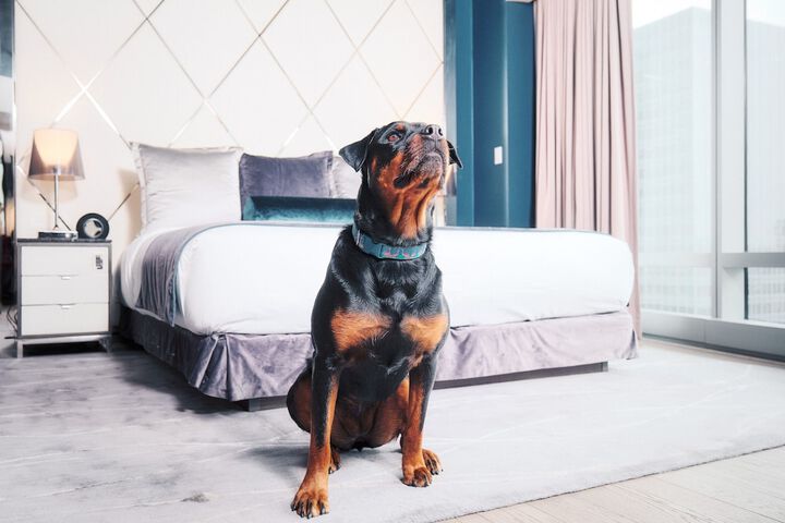 Pet Friendly 142 of 143