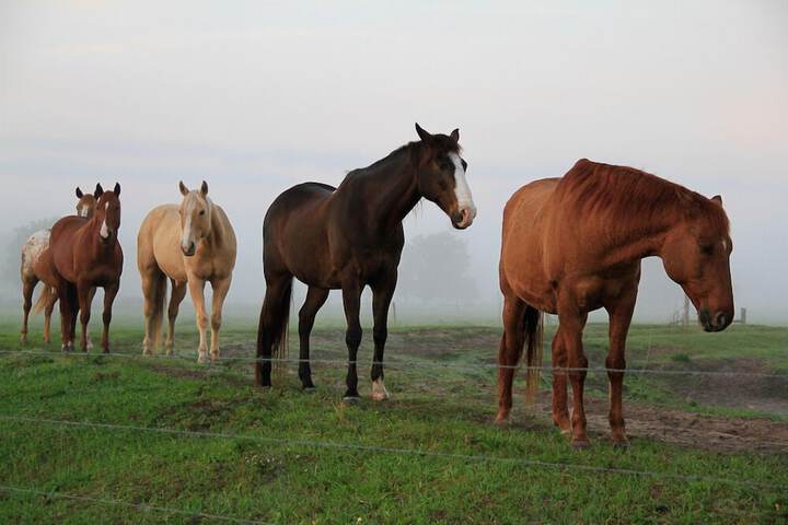 Westgate River Ranch Resort & Rodeo
