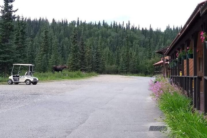 White Moose Lodge