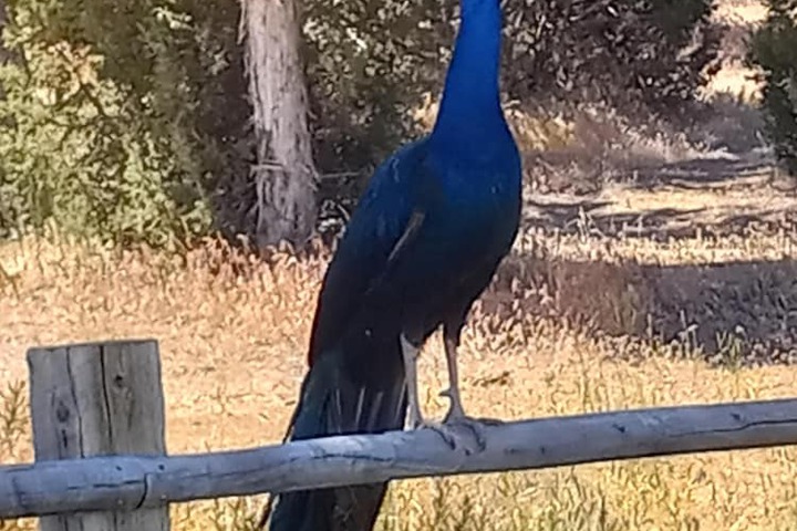 Ranchette Ponderosa - The Nebo #3 at Wind Walker Homestead