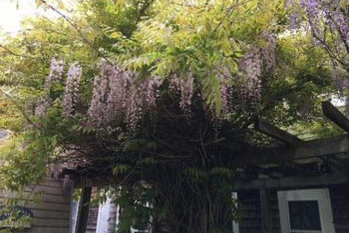 Honeysuckle Hill
