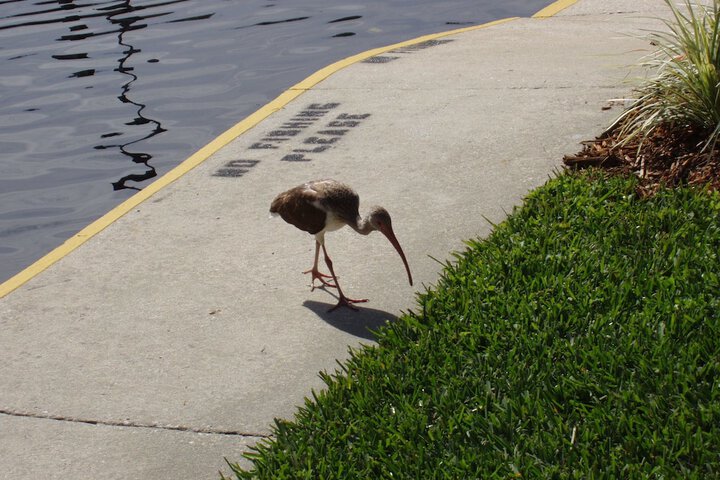 Hontoon Landing Resort & Marina