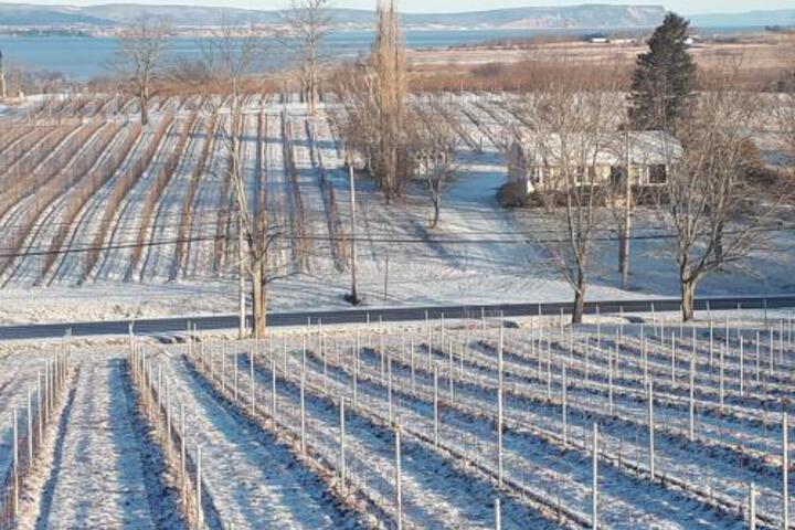 Raven Hill Vineyard