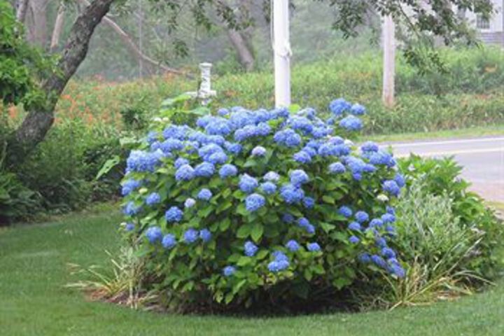 Honeysuckle Hill