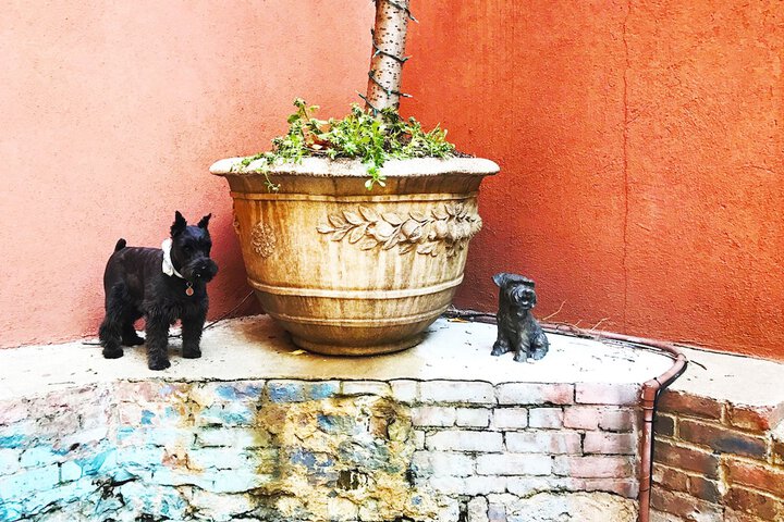 Pet Friendly 61 of 63