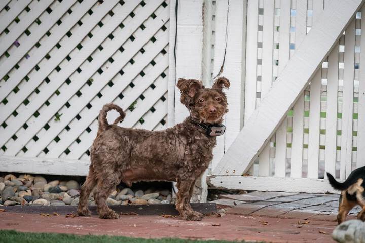Pet Friendly 58 of 60