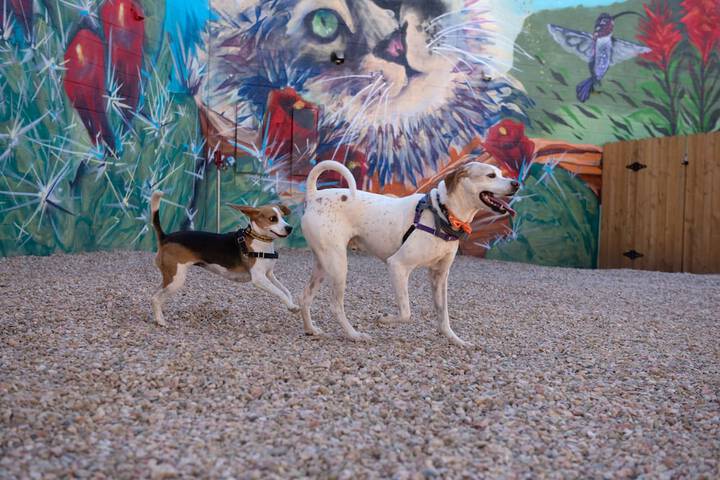 Pet Friendly 48 of 51
