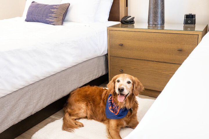 Pet Friendly 103 of 114