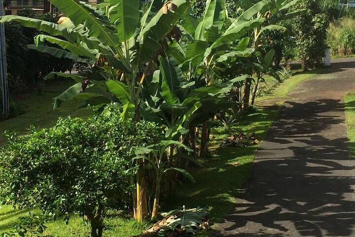 Hilo Bay Oceanfront B & B