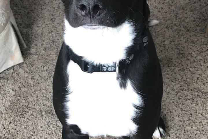 Pet Friendly 45 of 49
