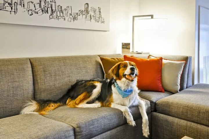 Pet Friendly 34 of 34